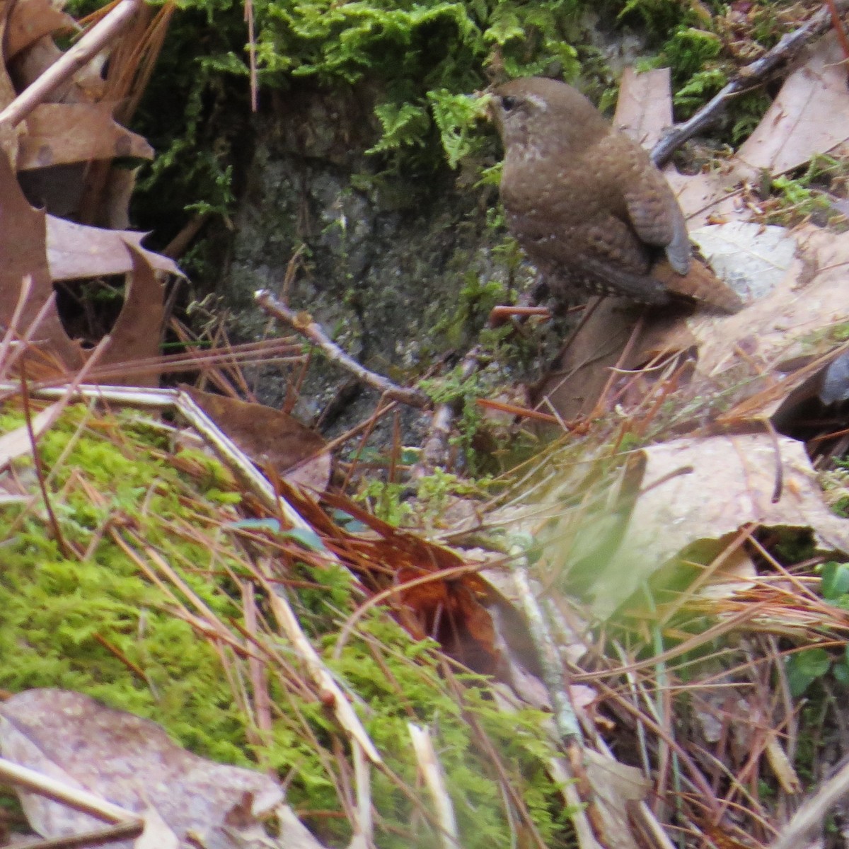 Winter Wren - ML559810851