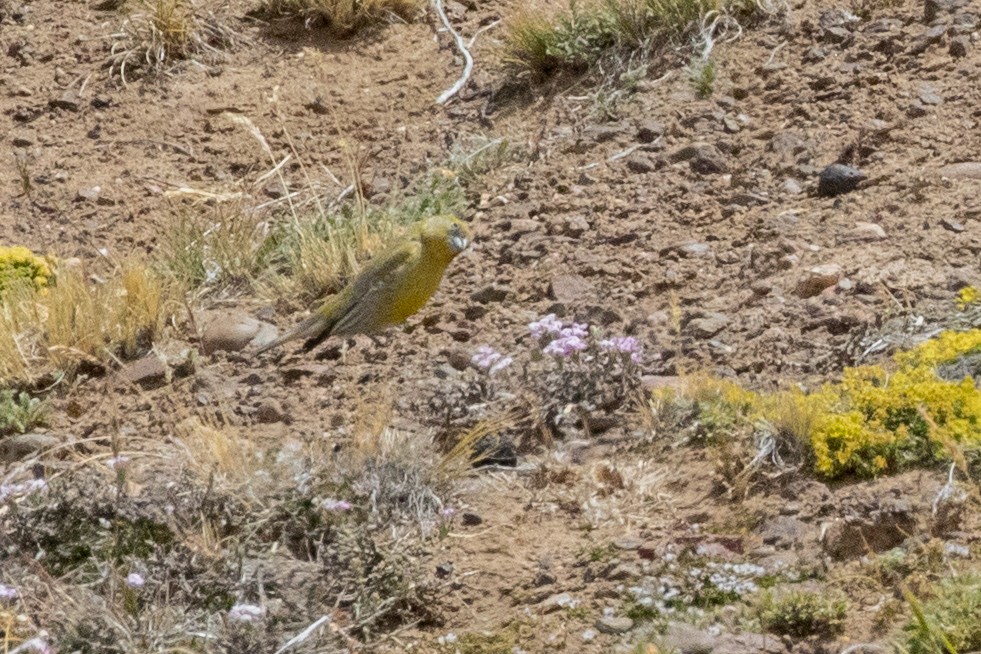 Patagonian Yellow-Finch - ML559811051