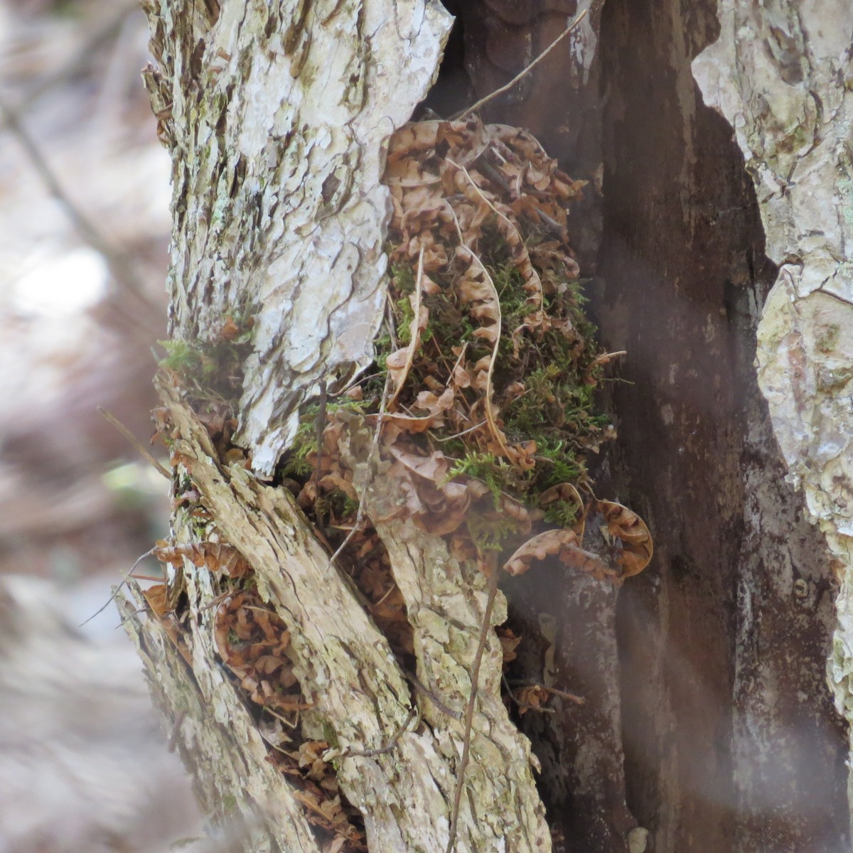 Winter Wren - Chris Floyd