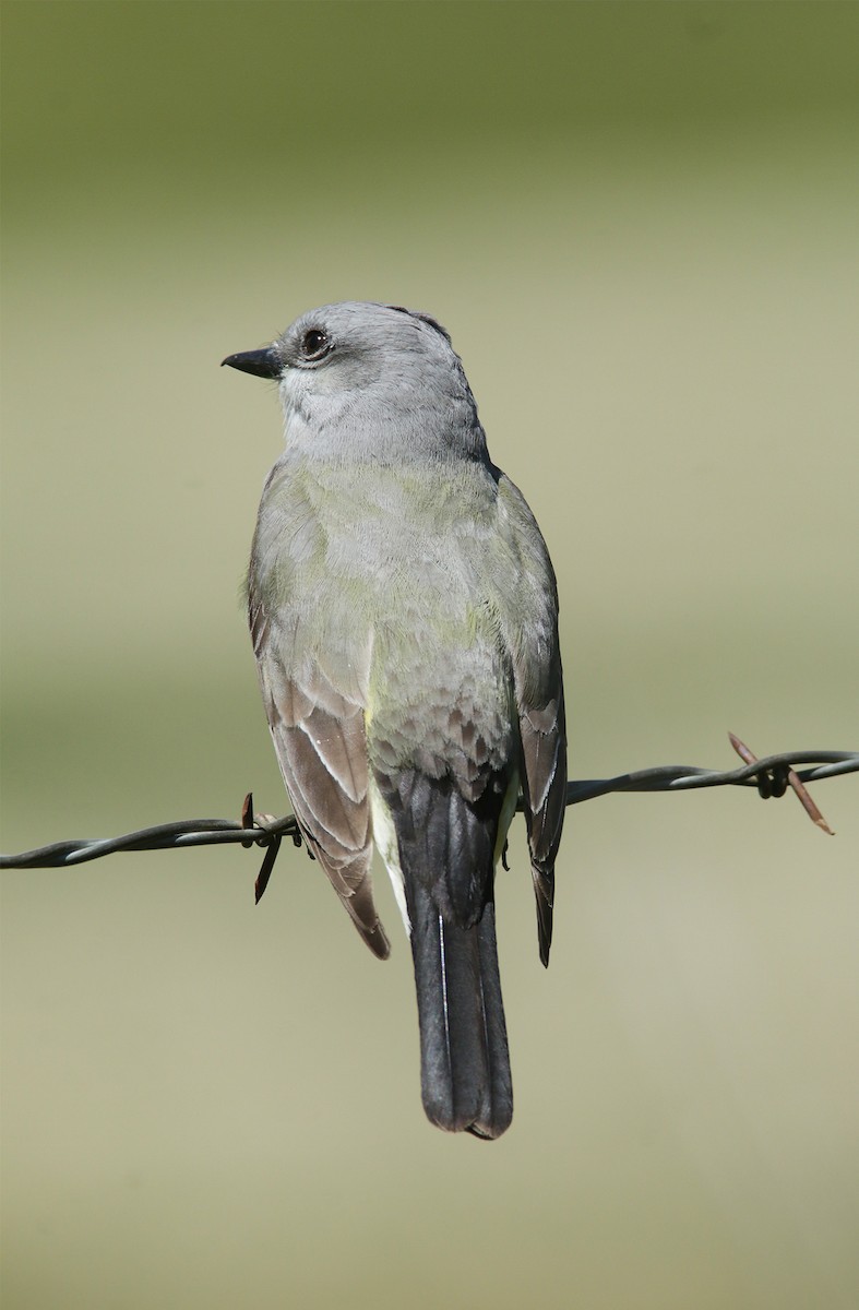 Schmalschnabel-Königstyrann - ML559811571