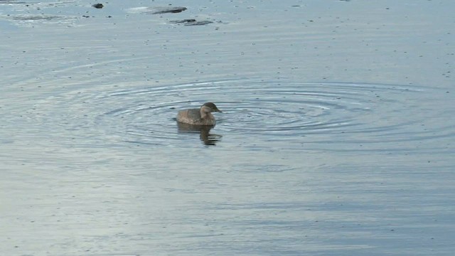 Australasian Grebe - ML559812311