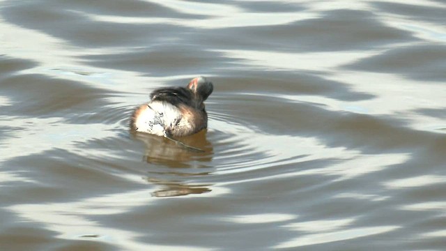 Australasian Grebe - ML559812501