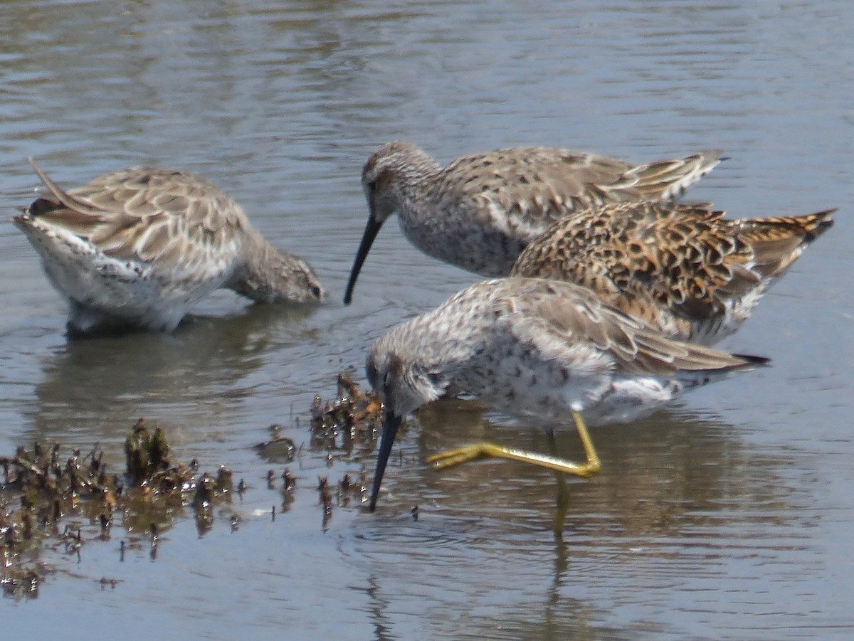 Stilt Sandpiper - Janine Robin