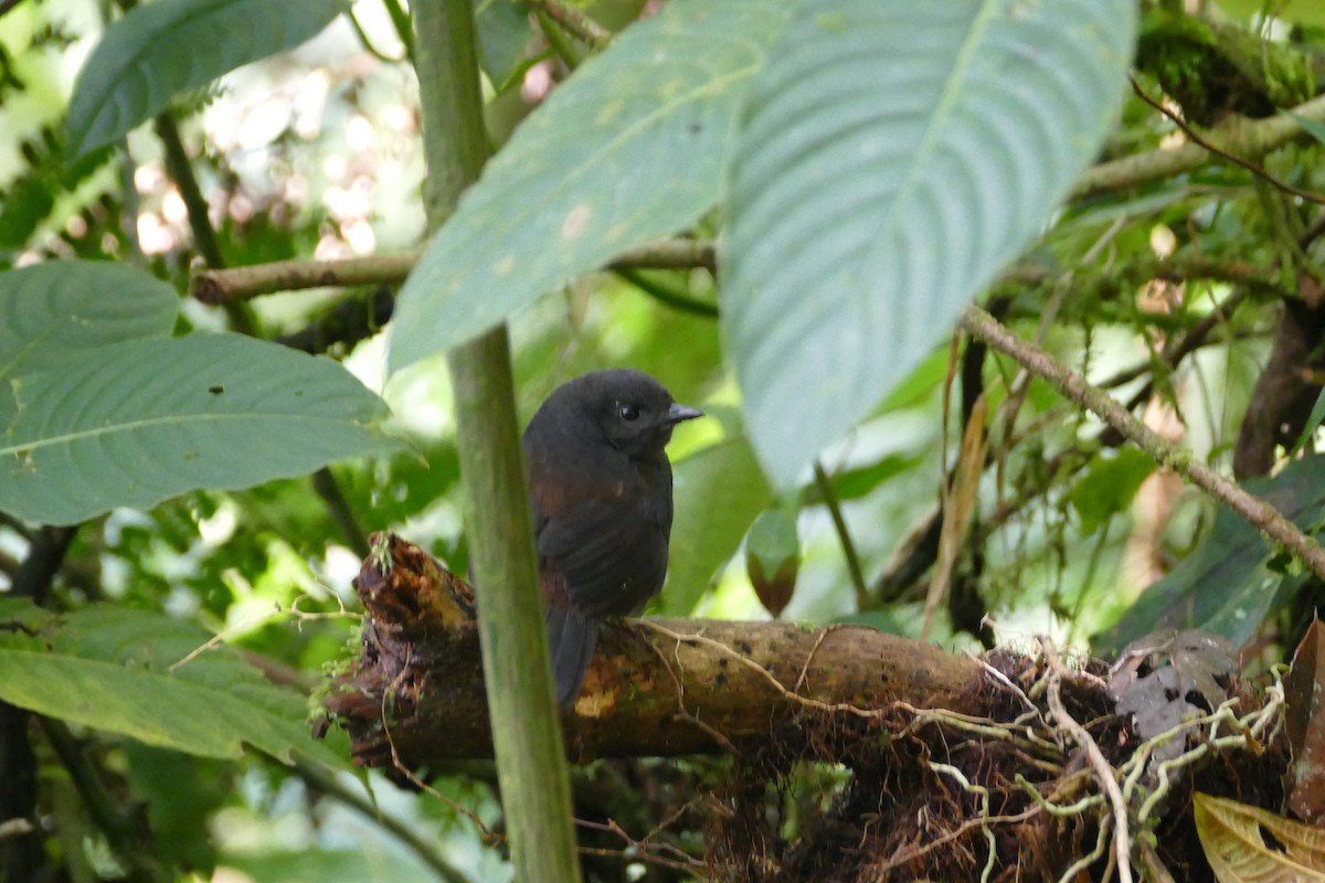 Long-tailed Tapaculo - Peter Kaestner