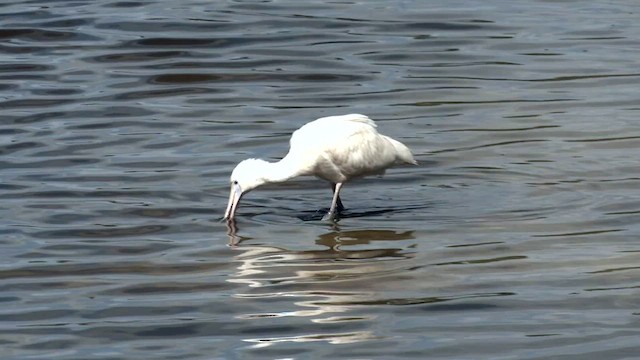 Yellow-billed Spoonbill - ML559814691