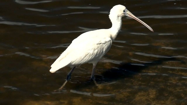 Yellow-billed Spoonbill - ML559814711