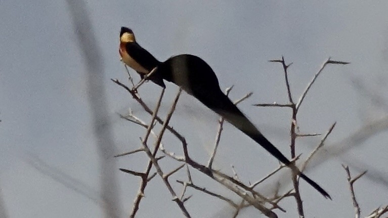 Eastern Paradise-Whydah - ML559815221