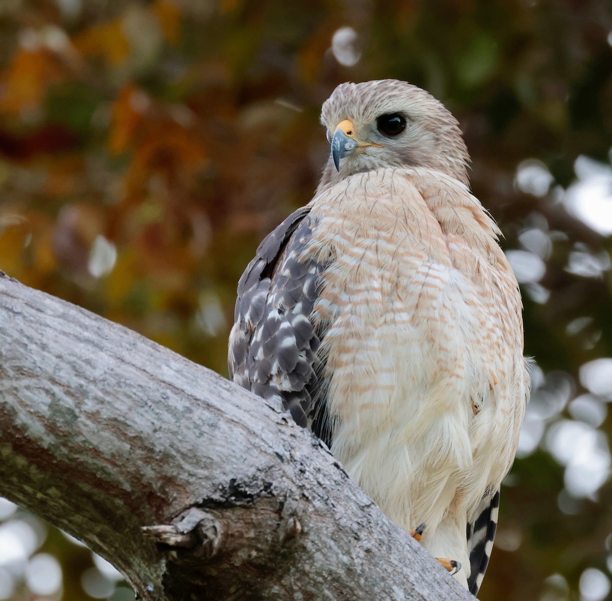 Red-shouldered Hawk (extimus) - Harold Brewer