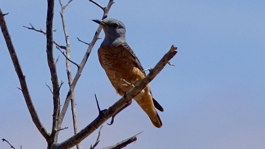 Rufous-tailed Rock-Thrush - ML559816541