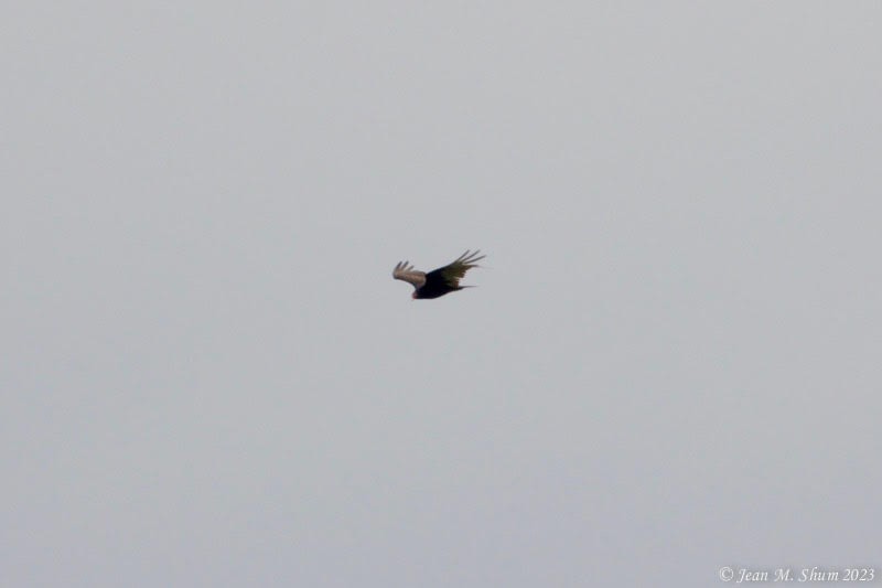 Turkey Vulture - ML559816601