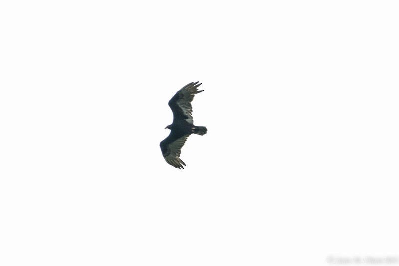 Turkey Vulture - ML559816821