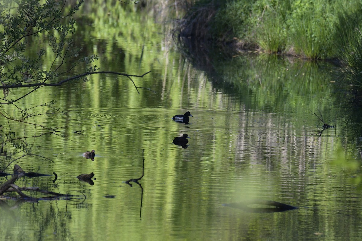 Tufted Duck - ML559817031