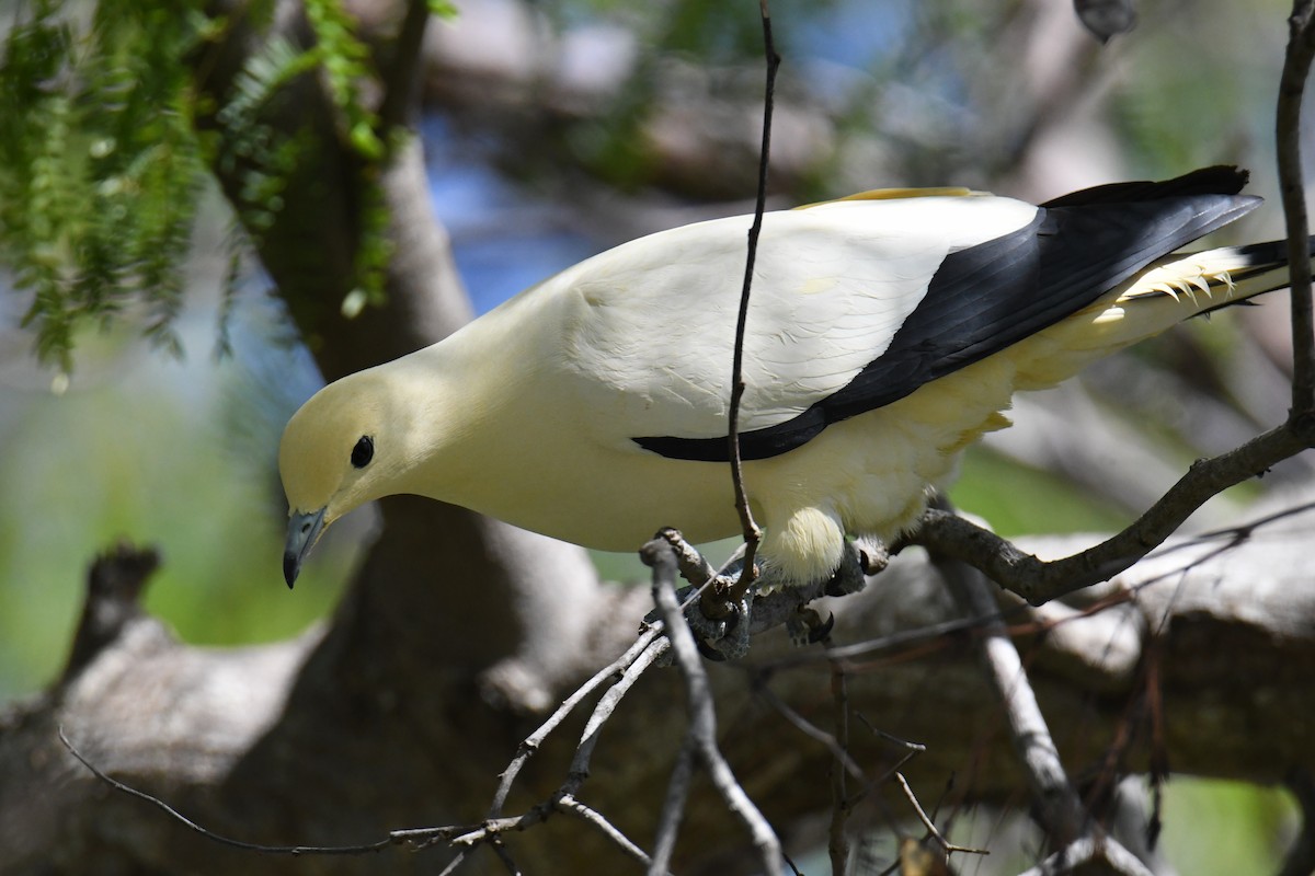 Pied Imperial-Pigeon - ML559817531