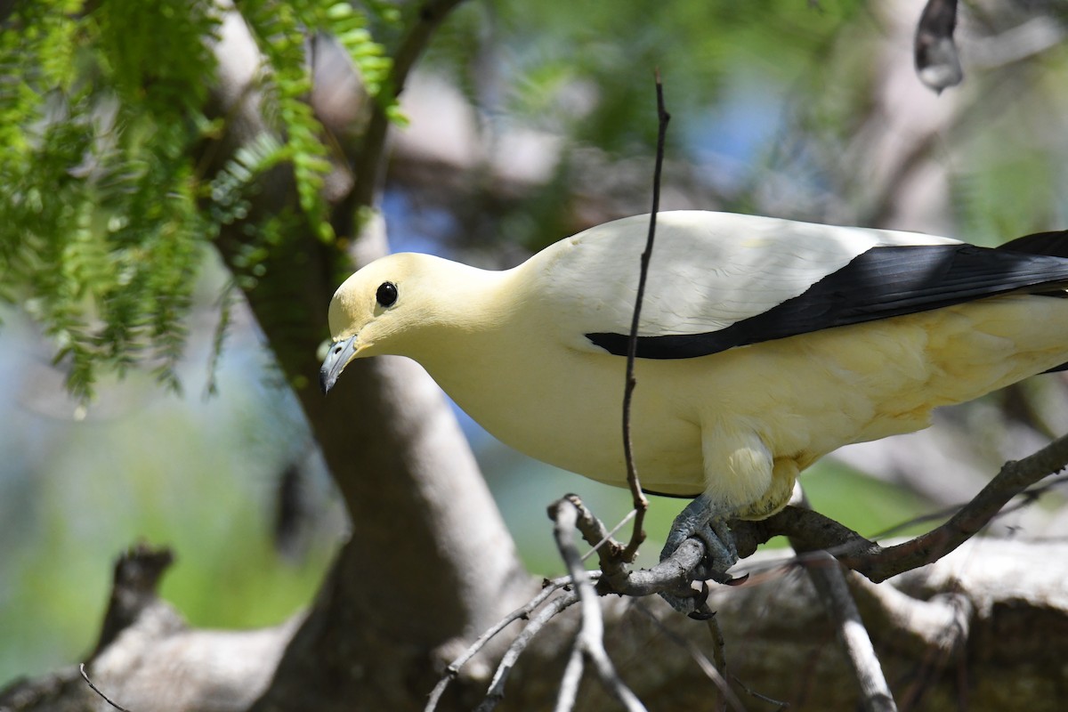 Pied Imperial-Pigeon - ML559817541