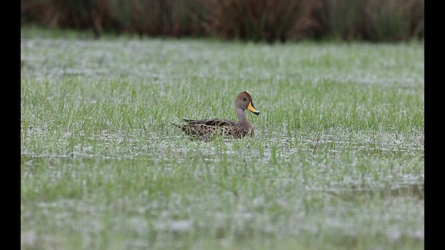 Yellow-billed Pintail - ML559817971