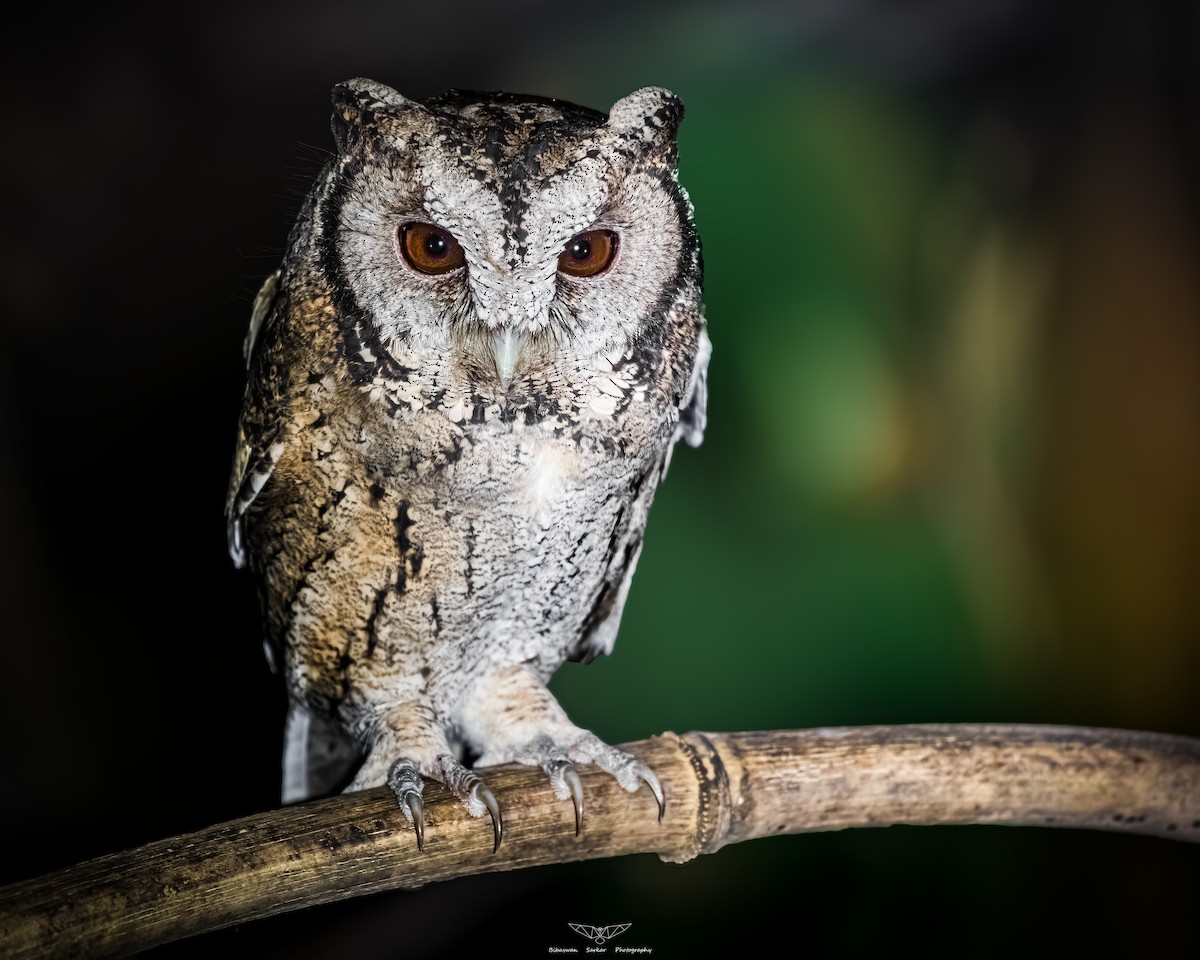 Collared Scops-Owl - ML559819161