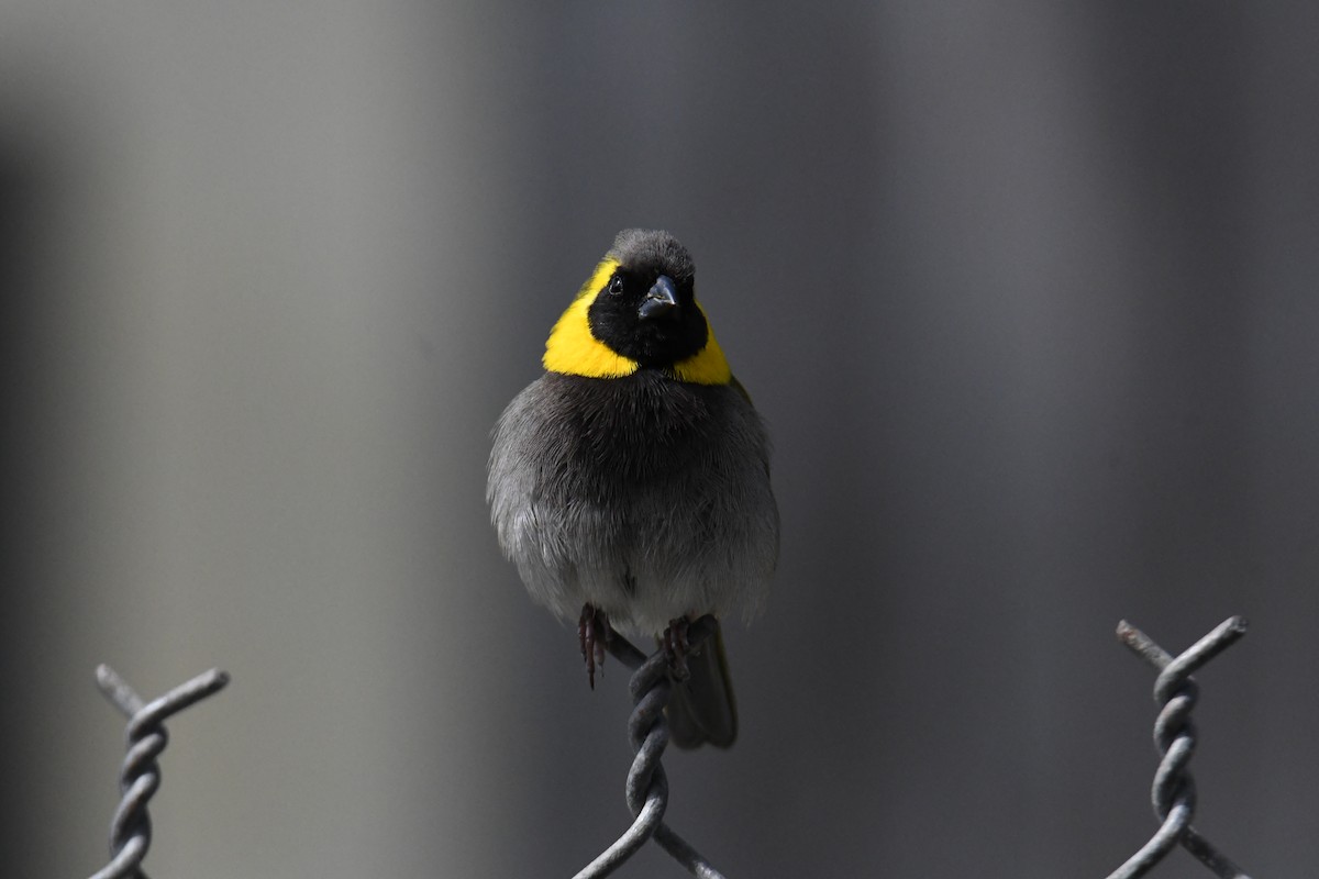 Cuban Grassquit - ML559819261