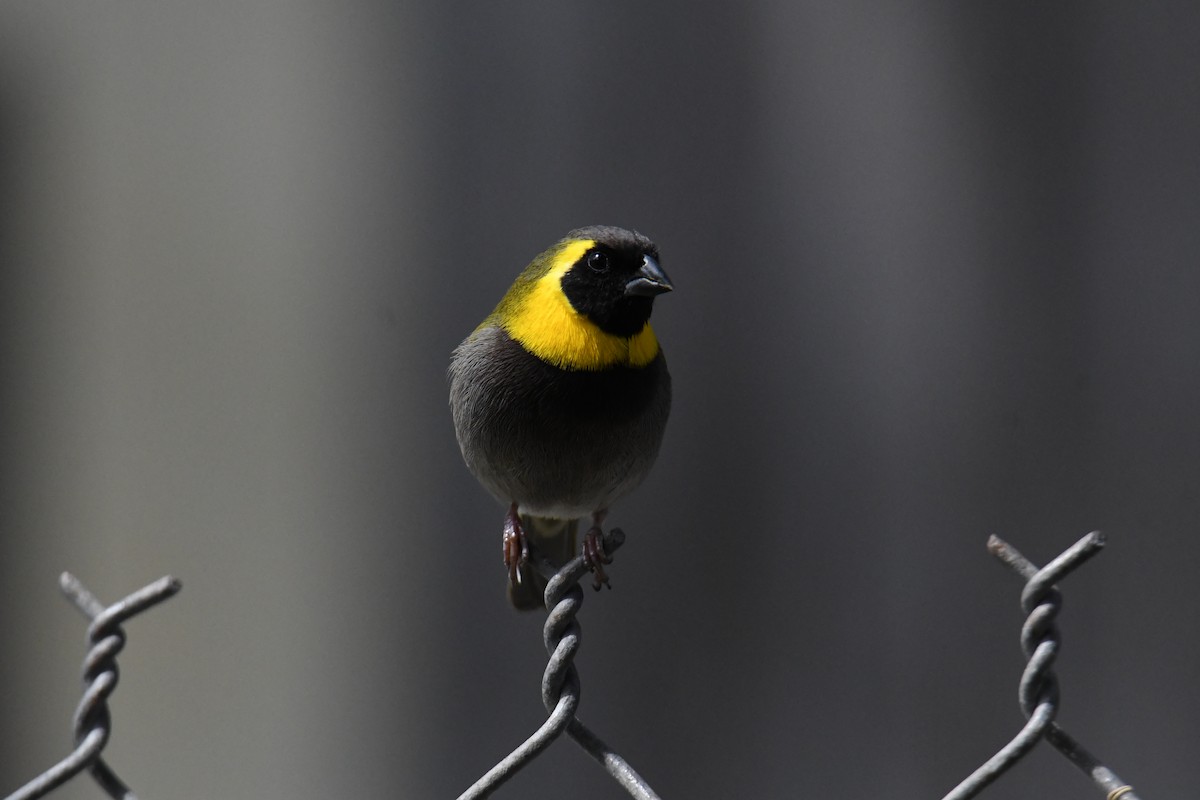 Cuban Grassquit - ML559819271