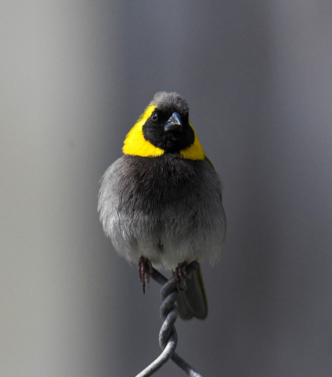 Cuban Grassquit - ML559819551