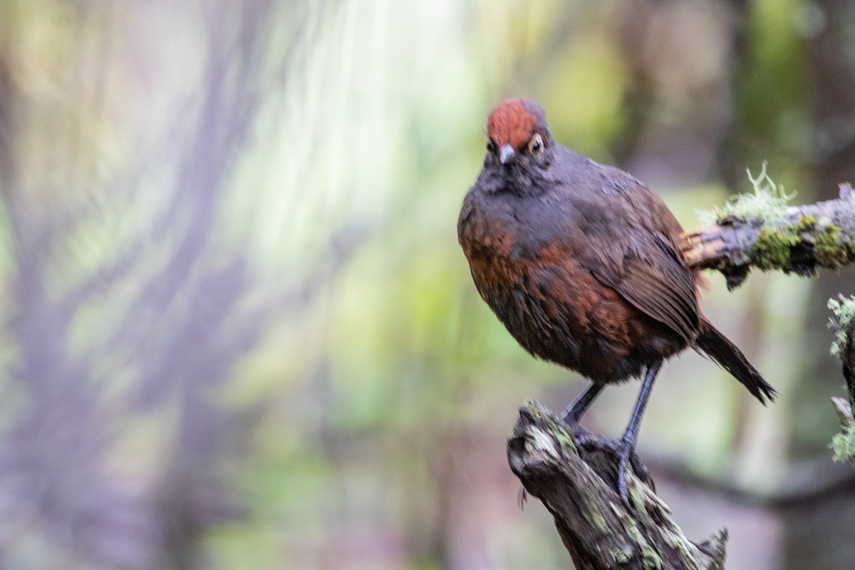 Black-throated Huet-huet - ML559819961