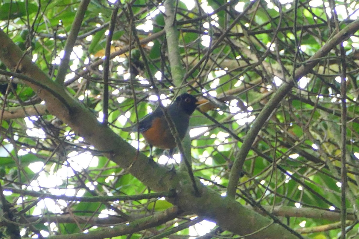 Chestnut-bellied Thrush - Peter Kaestner