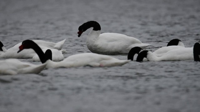 Cygne à cou noir - ML559820201