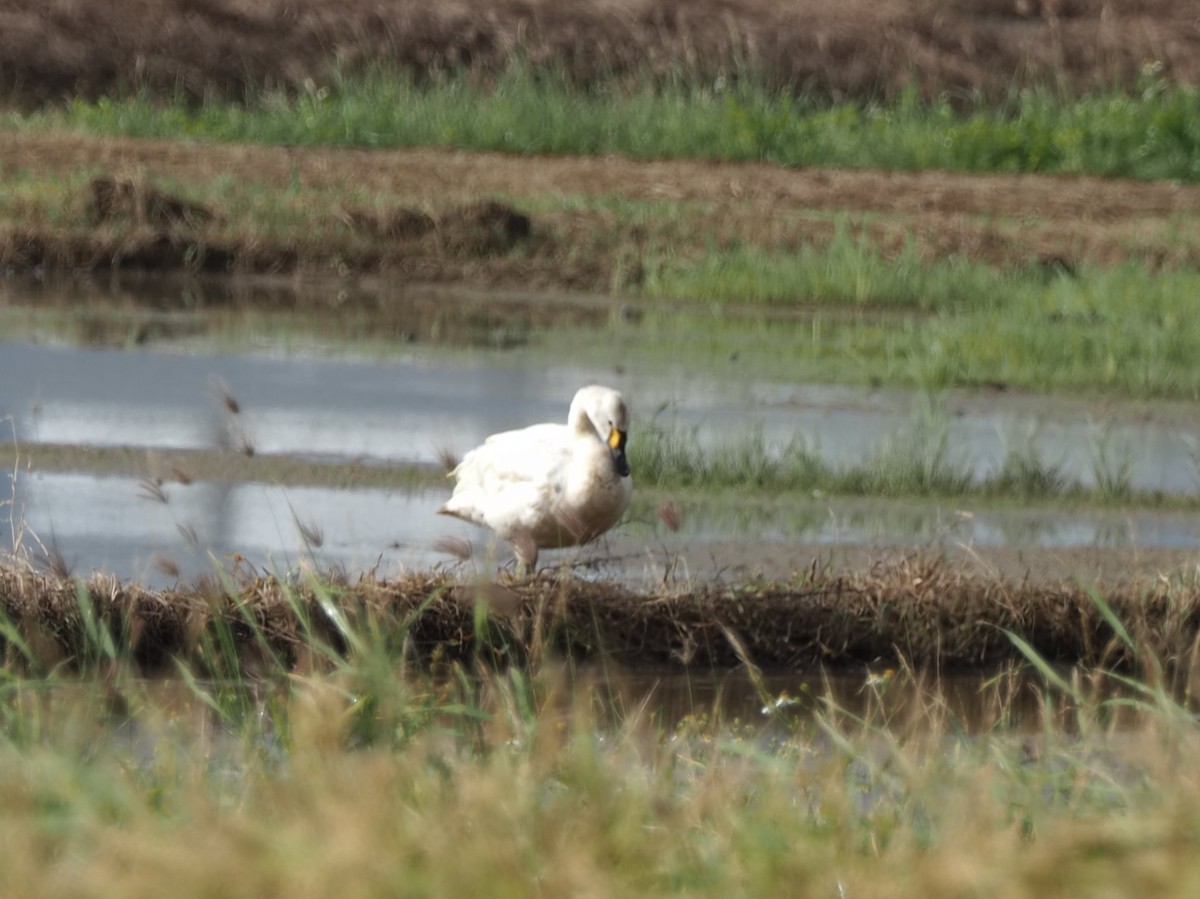 Cygne siffleur - ML559820501