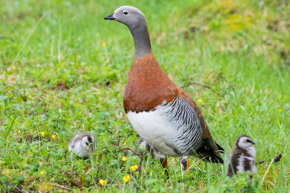 Ashy-headed Goose - ML559822101