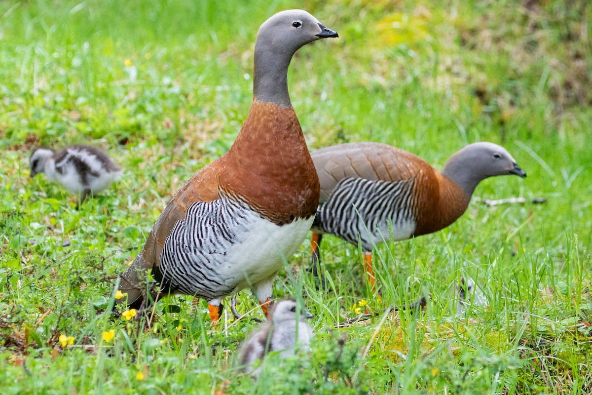 Ashy-headed Goose - ML559822161