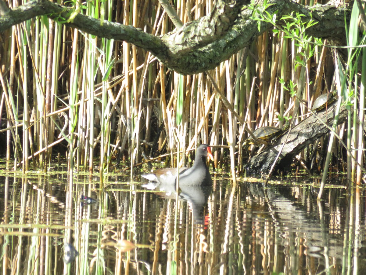 Common Gallinule - ML559822421