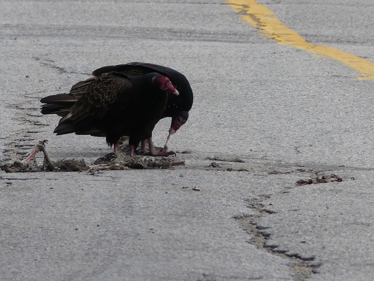 Turkey Vulture - ML559822531