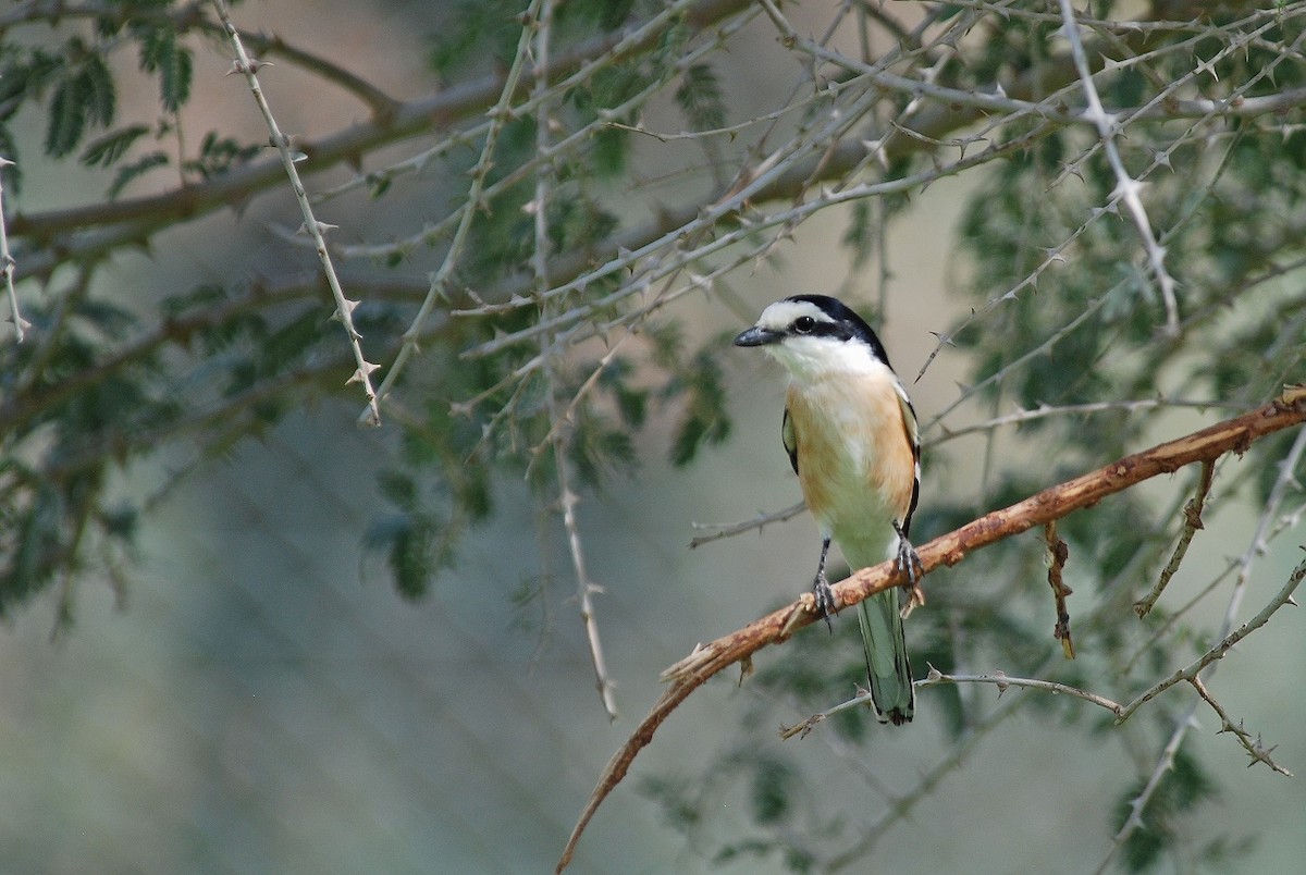 Masked Shrike - ML559823581