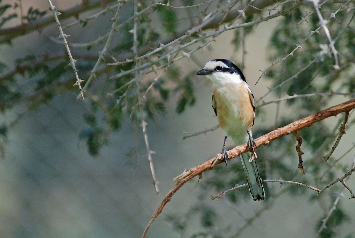 Masked Shrike - ML559823591