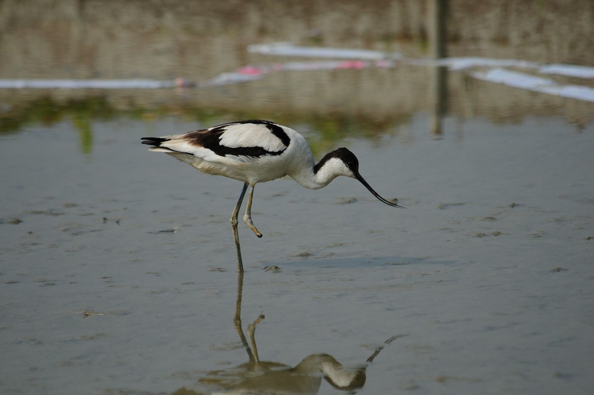 Pied Avocet - ML559824001