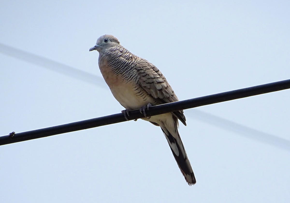 Zebra Dove - ML559824611