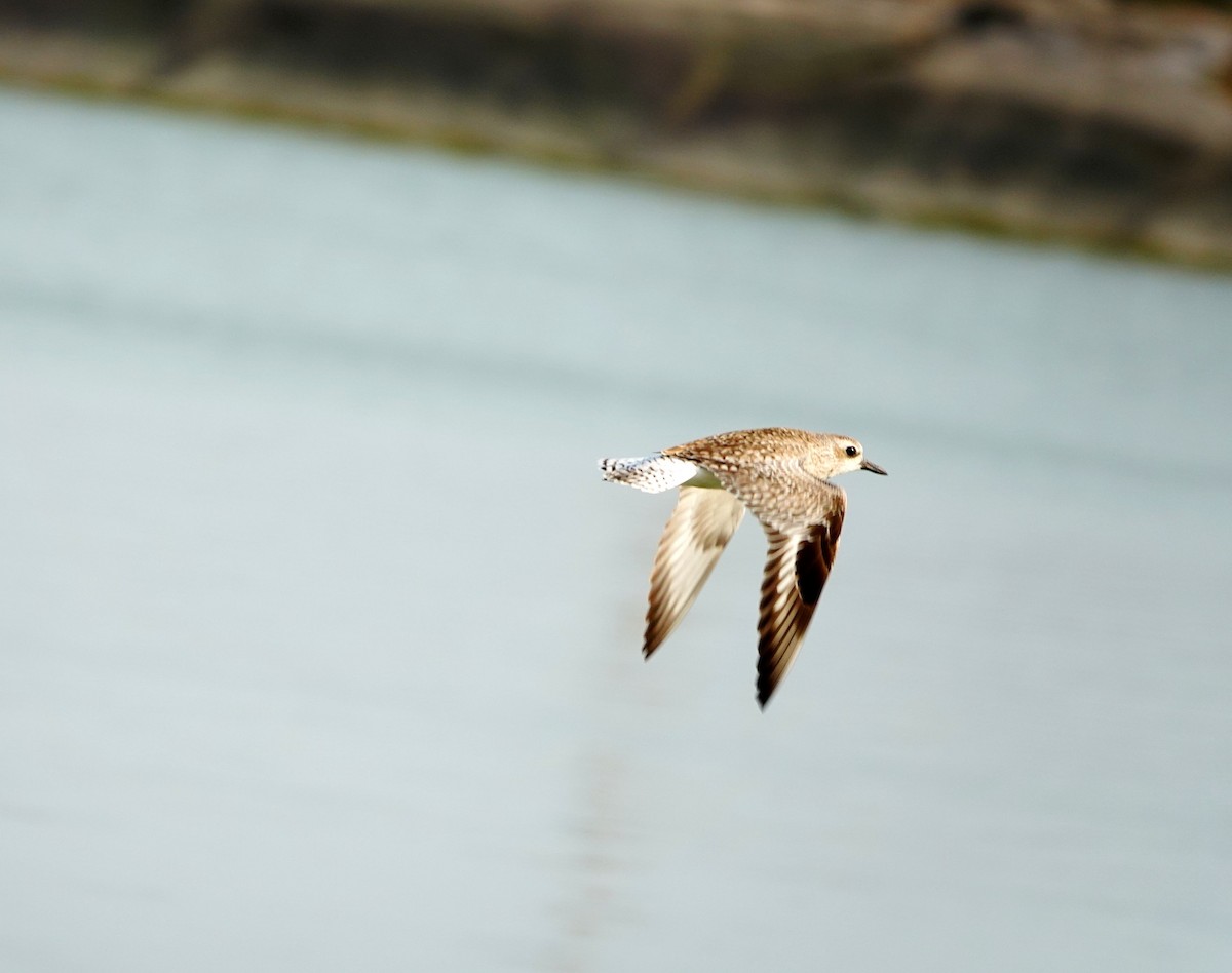 Black-bellied Plover - ML559824761