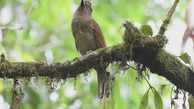 Striated Laughingthrush - ML559824951