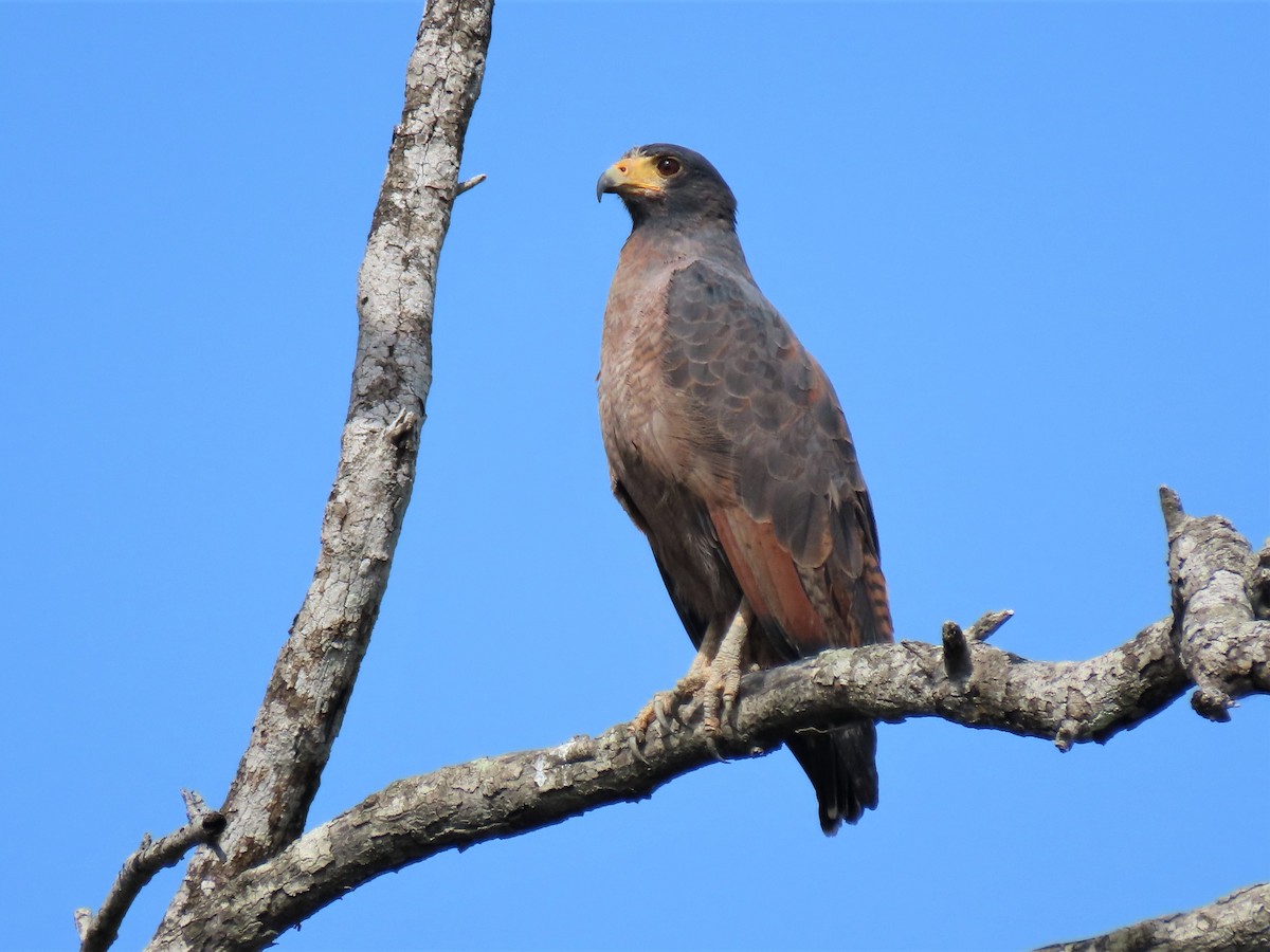 Rufous Crab Hawk - Hugo Foxonet