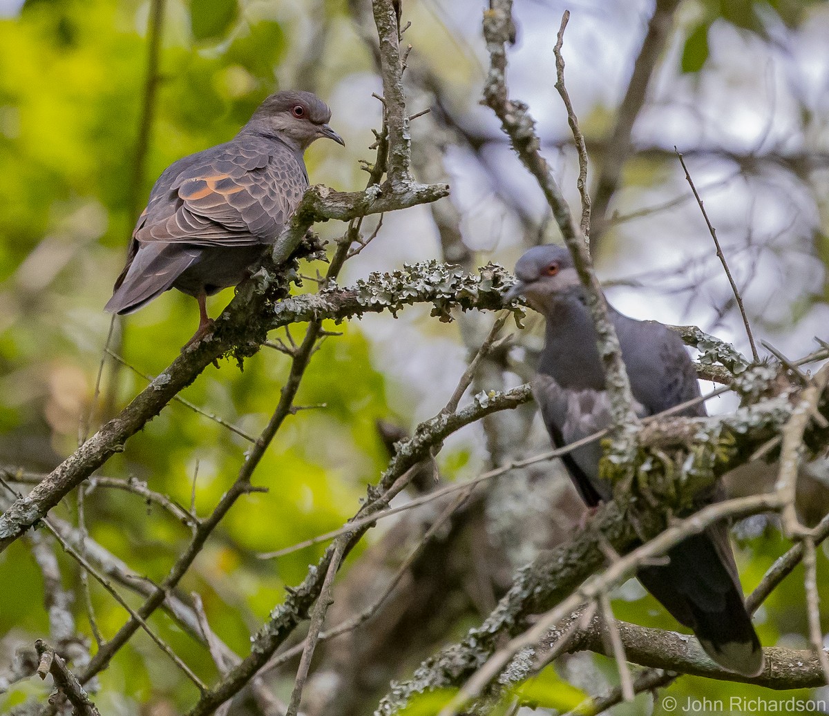 Dusky Turtle-Dove - ML559825281