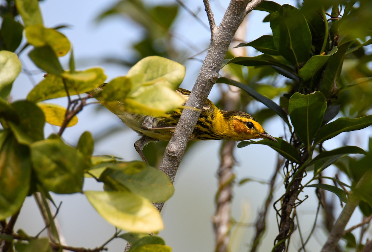 Cape May Warbler - ML559825331