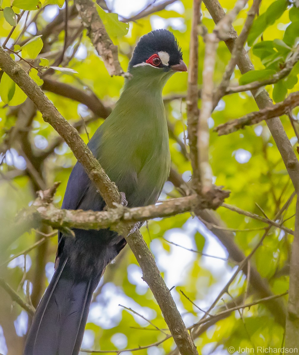 Hartlaub's Turaco - ML559825371