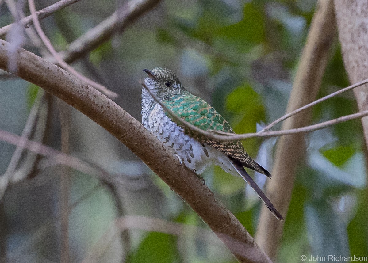 Dideric Cuckoo - ML559825591
