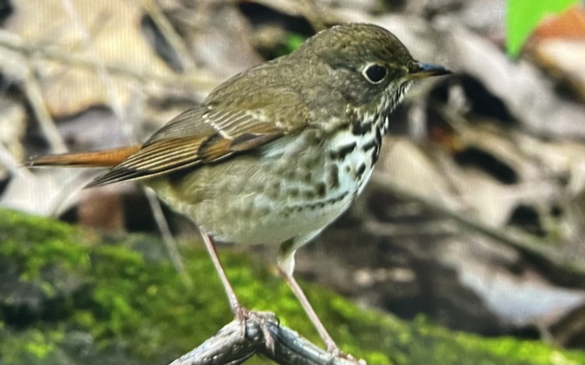 Hermit Thrush - ML559825871