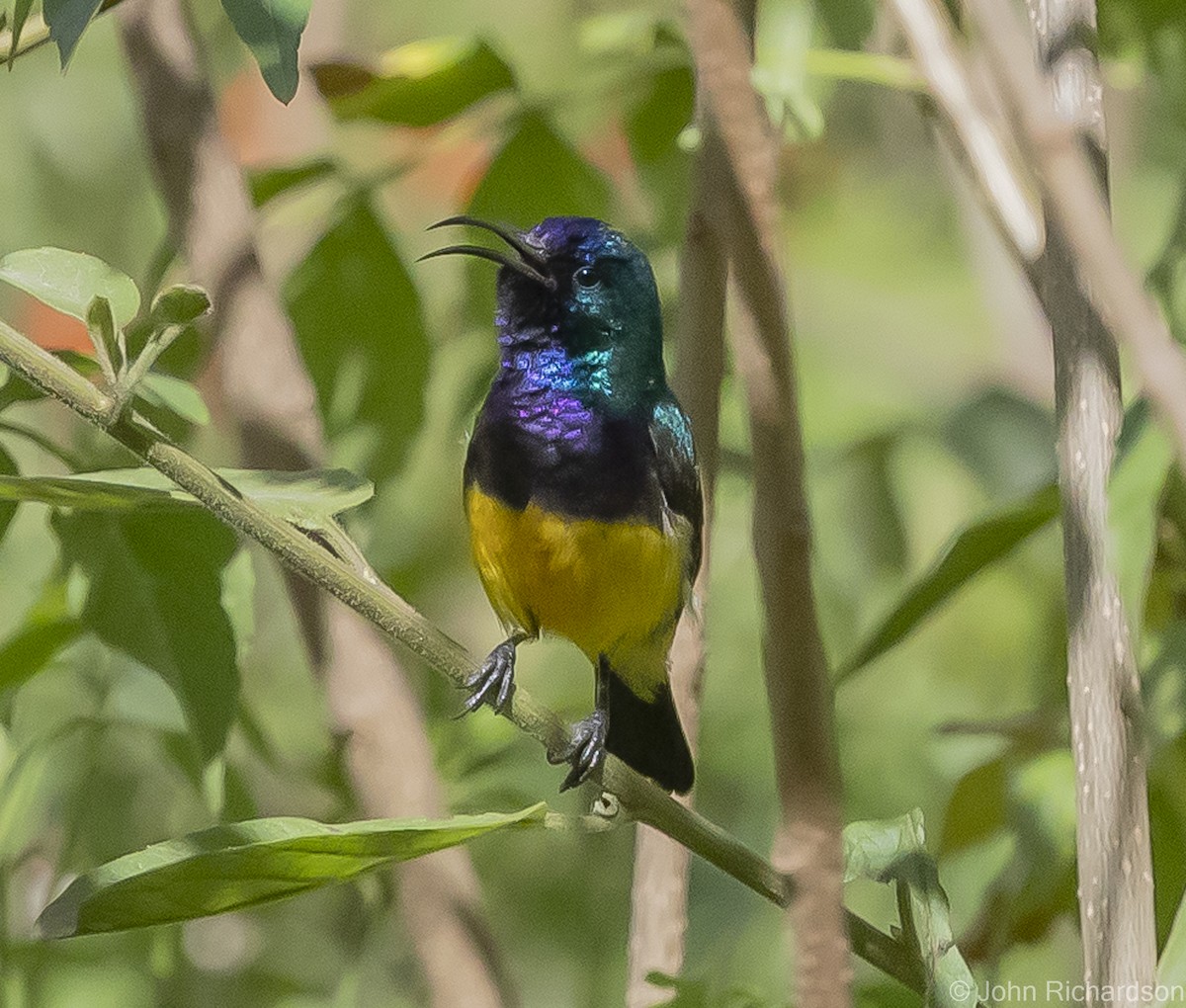 Variable Sunbird - ML559826051