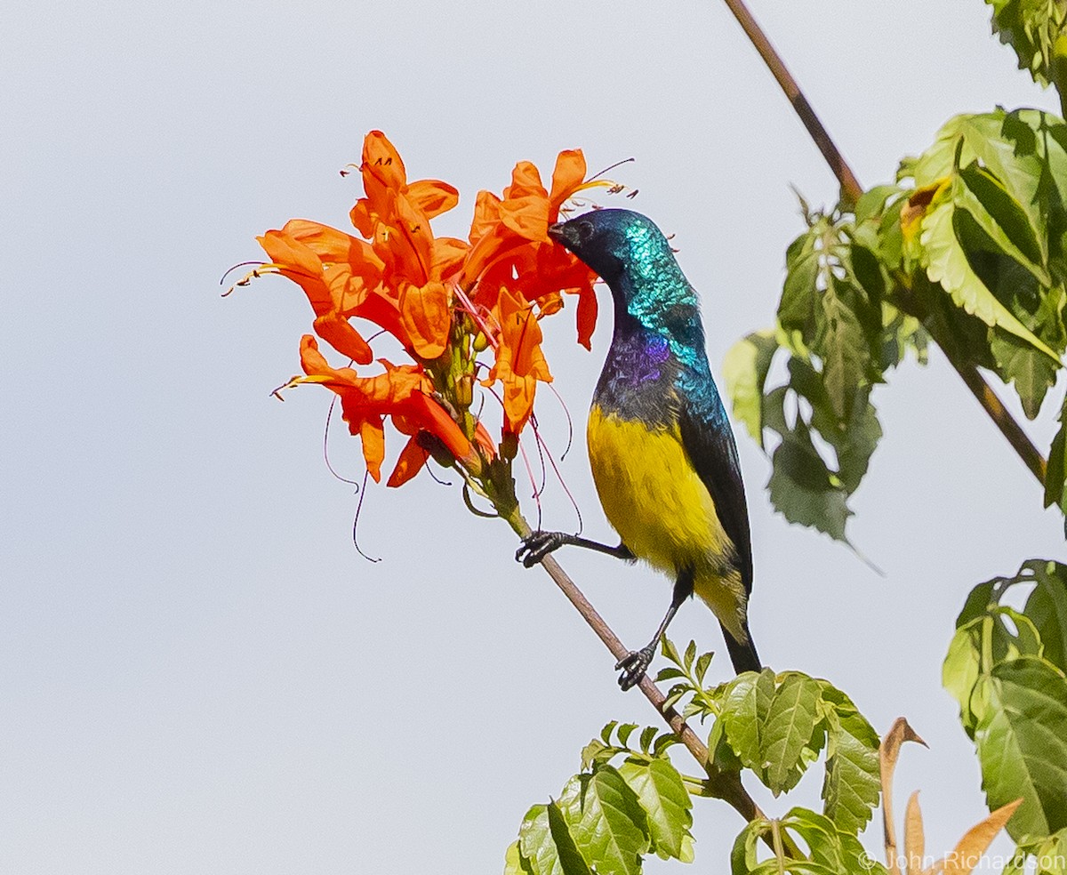 Variable Sunbird - ML559826061