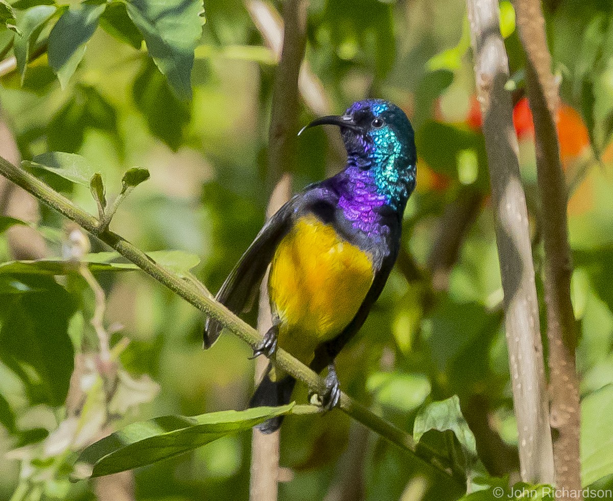 Variable Sunbird - ML559826071