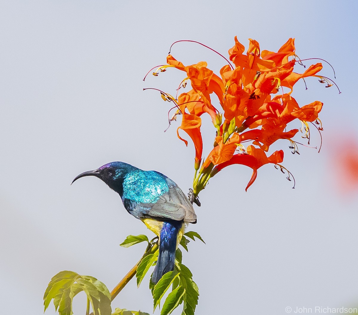 Variable Sunbird - ML559826081