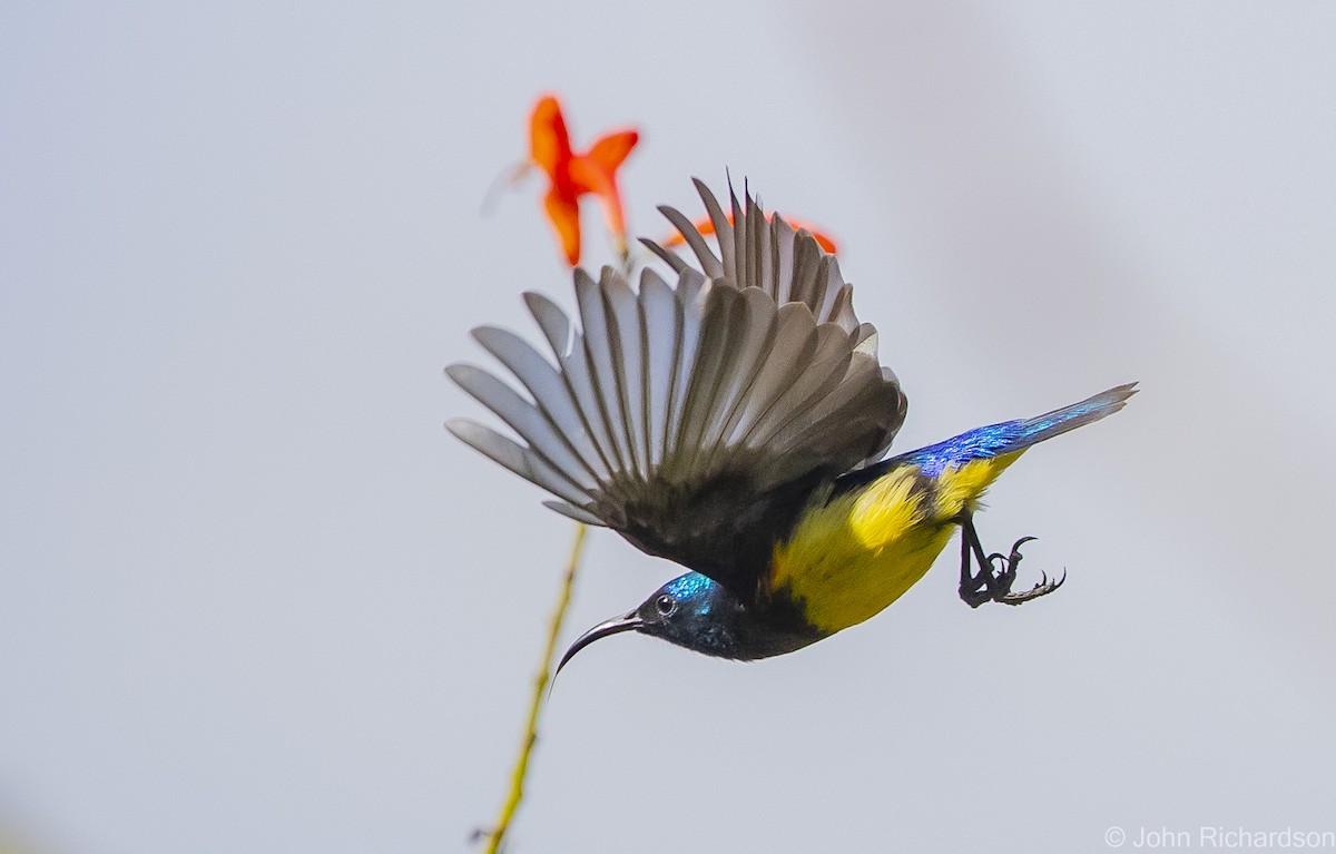 Variable Sunbird - ML559826091
