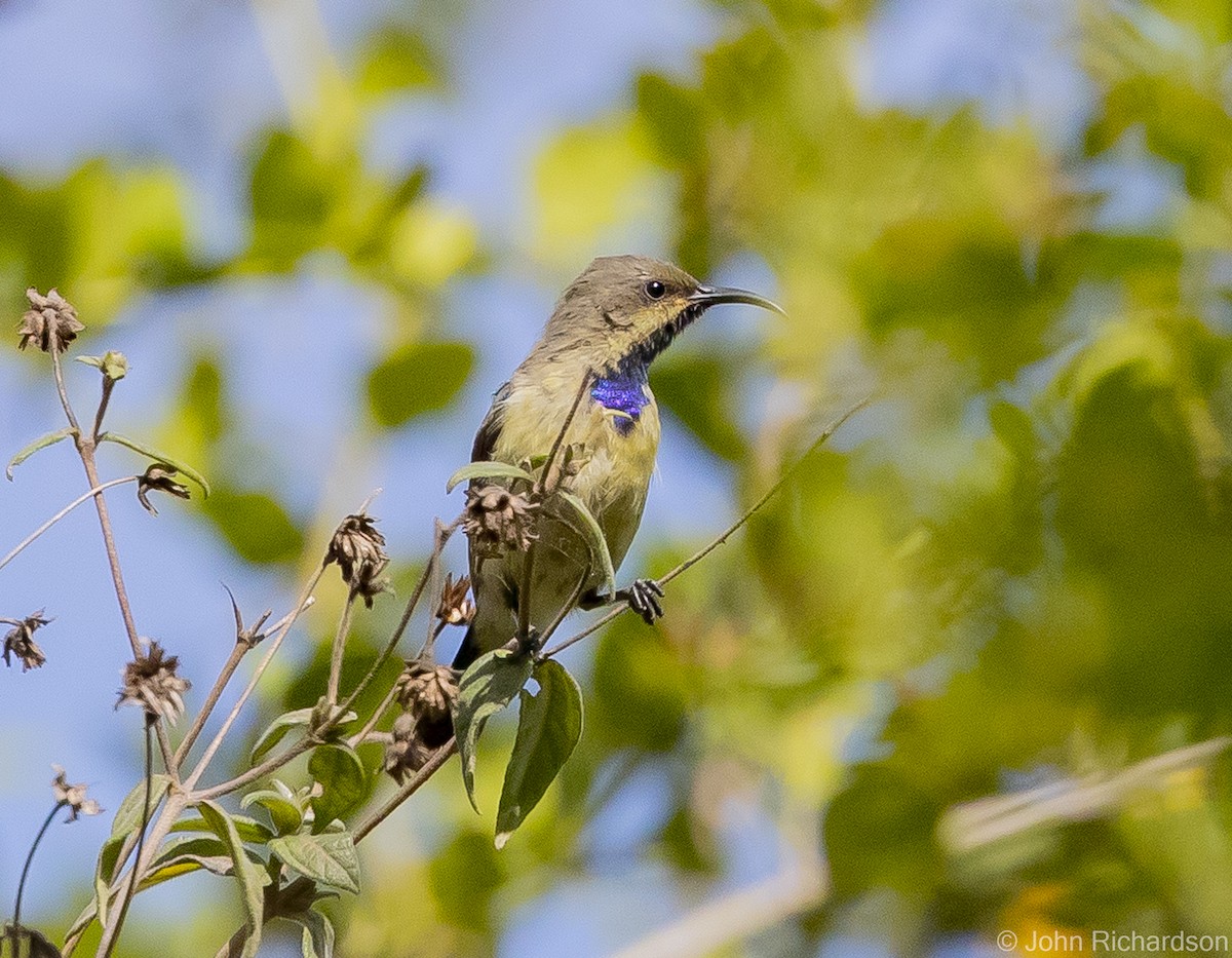 Variable Sunbird - ML559826111