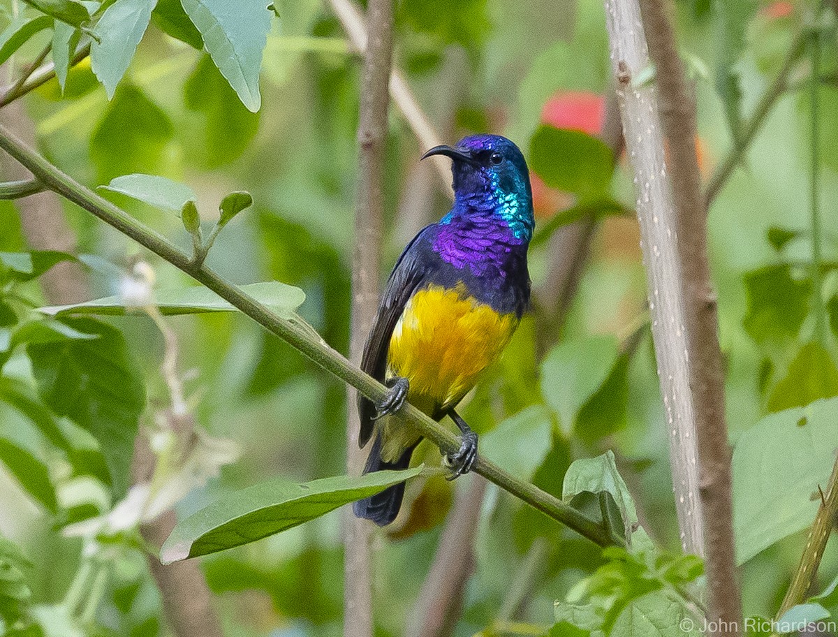 Variable Sunbird - ML559826121